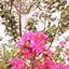 Image result for Lagerstroemia indica Tonto