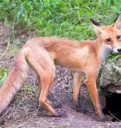 Image result for Fox Like Animals