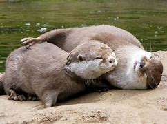 Image result for Bearded Otter Love