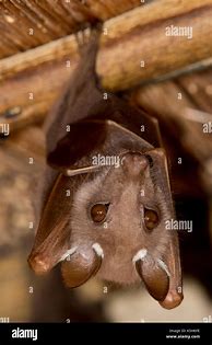 Image result for Epauletted Fruit Bat