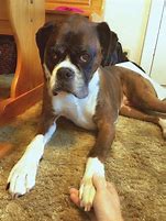 Image result for Boxer Dog Paws