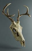 Image result for Small Deer Skull