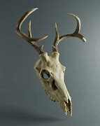 Image result for Animal Skull Deer