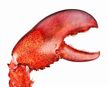 Image result for Black Lobster Claw