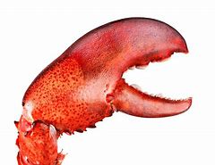 Image result for 1 Claw Lobster