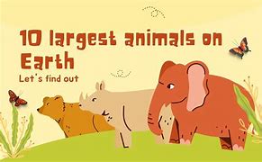 Image result for Largest Animal On Earth
