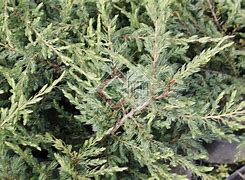 Juniperus communis Repanda に対する画像結果
