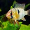 Image result for Balloon Ram Fish