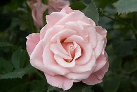 Image result for New Apple iPhone Pink to Pale