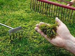 Image result for Ridding Lawn of Moss