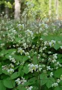 Image result for Epimedium pubigerum