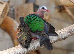 Image result for Chalcophaps Columbidae
