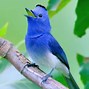 Image result for Old Twitter Bird