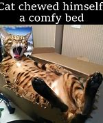 Image result for Iz Comfy Cat Meme