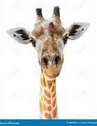 Image result for Giraffe Head Funny