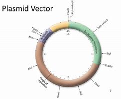 Image result for Pxcm Plasmid Vector