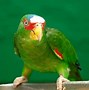 Image result for amazona