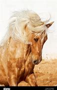 Image result for Barb Horse Head