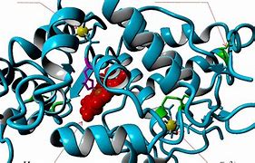 Image result for PEROXIDASE