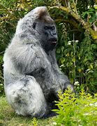 Image result for Old Gorilla