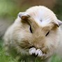 Image result for Cute Animal iPhone Wallpaper