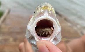 Image result for Red Snapper Tongue Parasite