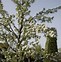 Image result for Pyrus communis Gieser Wildeman