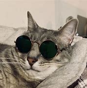 Image result for Cat Cool Picture IRL