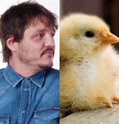 Image result for Pedro Pascal Chicken