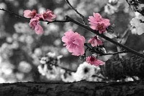 Image result for Cherry Tree Black and White