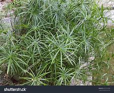 Image result for Cyprus Grass Plant