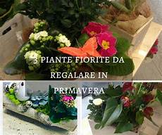un orchidea da regalare alle 3 piante fiorite da regalare in primavera idee fiorite un orchidea da regalare alle 3 piante fiorite da regalare in primavera idee fiorite