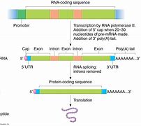 Image result for mRNA Intron-Exon