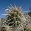 Image result for cholla