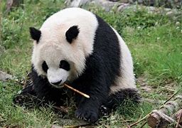 Image result for Giant Panda for Kids