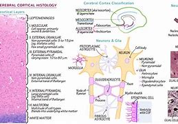 Image result for Cerebrum Cerebral Cortex Histology