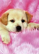 Image result for Cute Wallpapers for Your Laptop