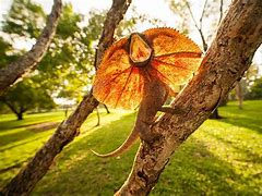 Image result for Lizard with Fan Neck