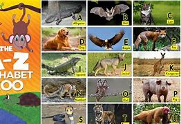 Image result for A to Z Animals List