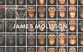 Image result for James Mollison Famous Typology