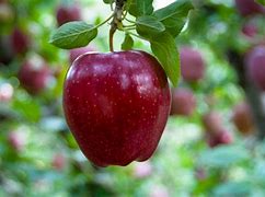 Image result for Red-Skinned Apple Varieties in Washington State