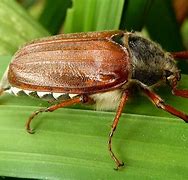 Image result for Biggest British Bug