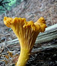 Image result for Edible Chanterelle Mushrooms
