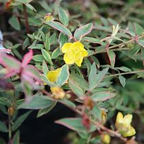 Image result for Hypericum moserianum Tricolor