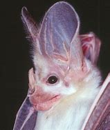Image result for All Red Ghost Bat