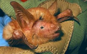 Image result for Painted Bat Facts