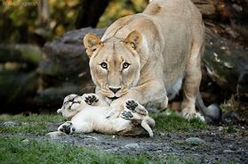 Image result for Overprotective Father Animals