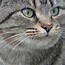 Image result for Cool Cat Profile