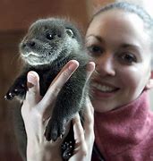 Image result for River Otter Teeth