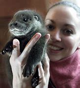 Image result for Cute Baby Sea Otters